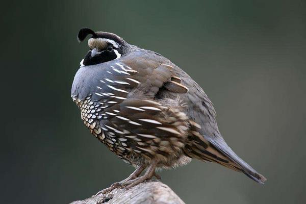 鵪鶉養殖籠制作方法