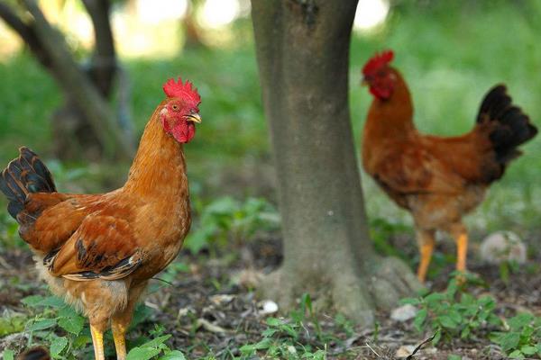 核桃樹、桃樹、棗樹林下養雞打造生態致富園