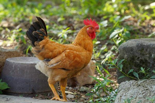 核桃樹、桃樹、棗樹林下養雞打造生態致富園