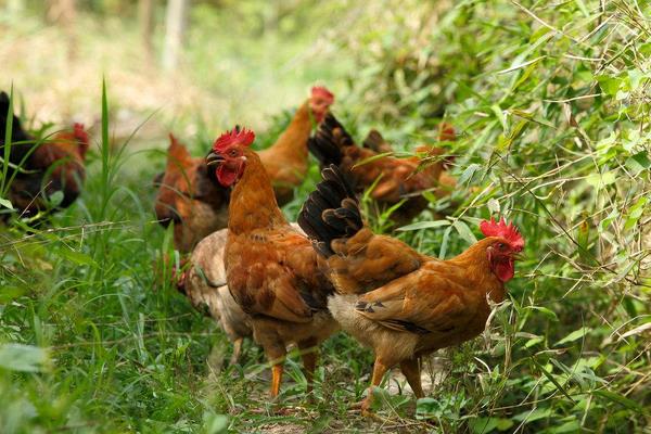 核桃樹、桃樹、棗樹林下養雞打造生態致富園