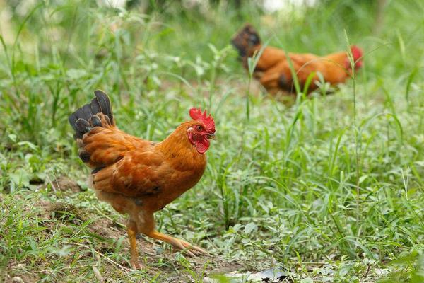 核桃樹、桃樹、棗樹林下養雞打造生態致富園