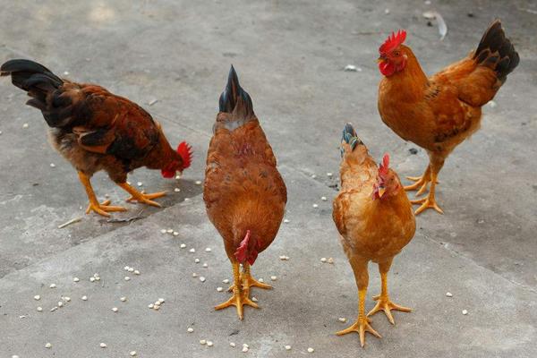 核桃樹、桃樹、棗樹林下養雞打造生態致富園