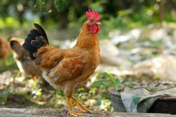 核桃樹、桃樹、棗樹林下養雞打造生態致富園