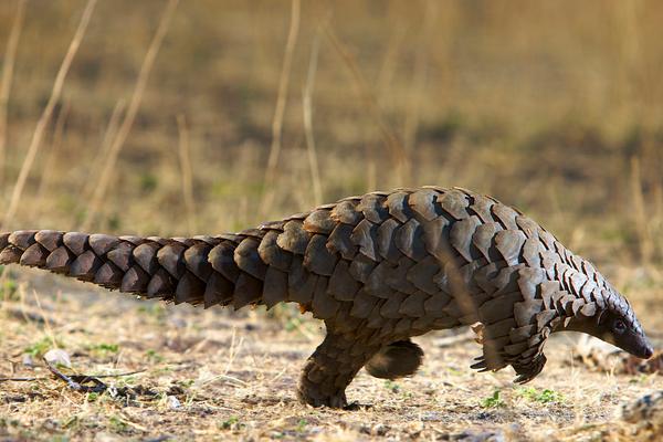 2018養穿山甲賺錢嗎?穿山甲養殖的利潤與投資成本及前景預測