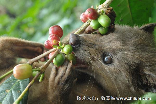 2018養(yǎng)果子貍賺錢嗎？果子貍養(yǎng)殖的利潤(rùn)與投資成本及前景預(yù)測(cè)