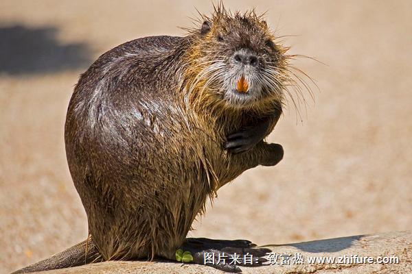 2018養海貍鼠賺錢嗎？海貍鼠養殖的利潤與投資成本及前景預測