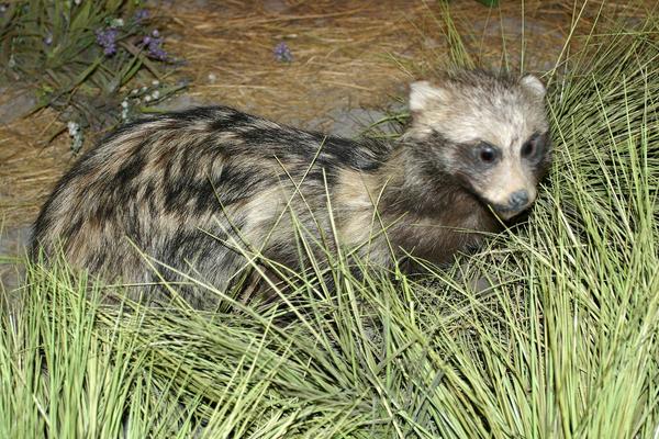 2018養貉子賺錢嗎?貉子養殖的利潤與投資成本及前景預測