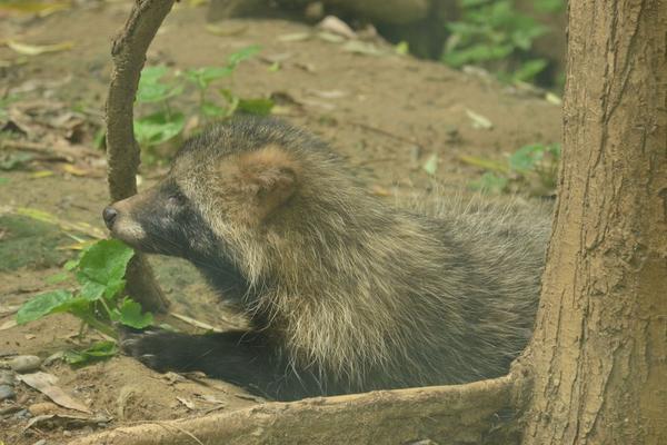 2018養貉子賺錢嗎?貉子養殖的利潤與投資成本及前景預測