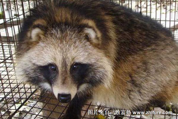 2018養貉子賺錢嗎？貉子養殖的利潤與投資成本及前景預測