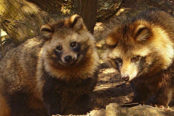 2018養貉子賺錢嗎?貉子養殖的利潤與投資成本及前景預測