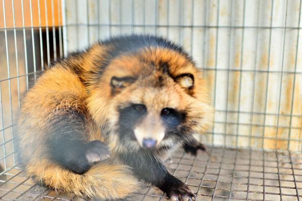 2018養貉子賺錢嗎?貉子養殖的利潤與投資成本及前景預測
