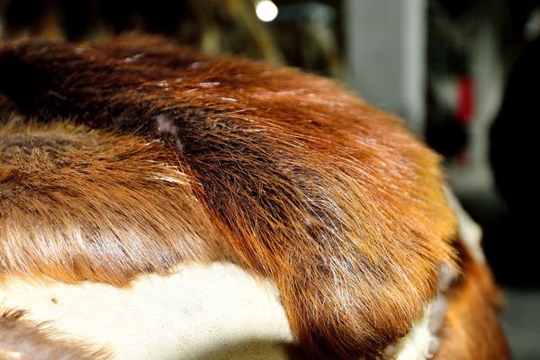 2018養貉子賺錢嗎?貉子養殖的利潤與投資成本及前景預測