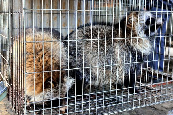 2018養貉子賺錢嗎?貉子養殖的利潤與投資成本及前景預測