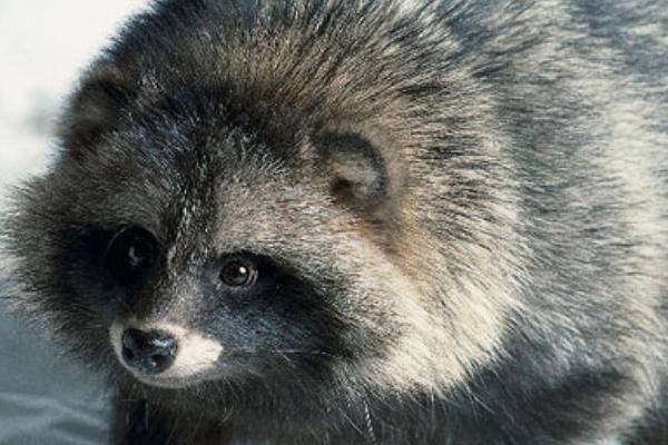 2018養貉子賺錢嗎?貉子養殖的利潤與投資成本及前景預測