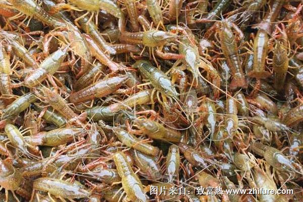 水泥池養小龍蝦技術