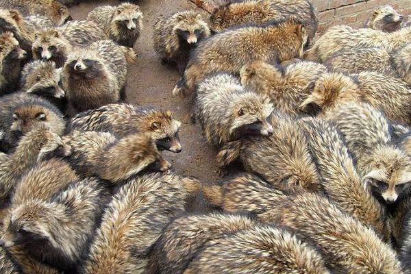 2018養貉子賺錢嗎?貉子養殖的利潤與投資成本及前景預測