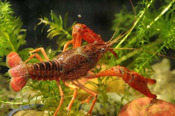 水泥池養(yǎng)小龍蝦技術(shù)