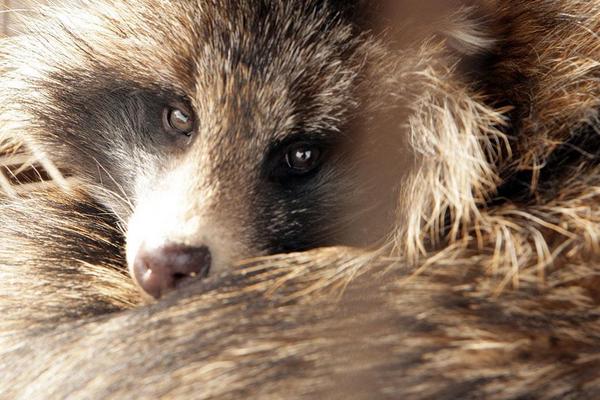 2018養貉子賺錢嗎?貉子養殖的利潤與投資成本及前景預測
