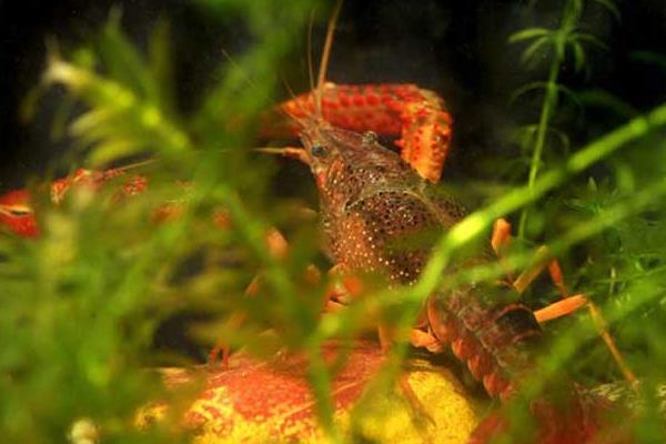 水泥池養(yǎng)小龍蝦技術(shù)