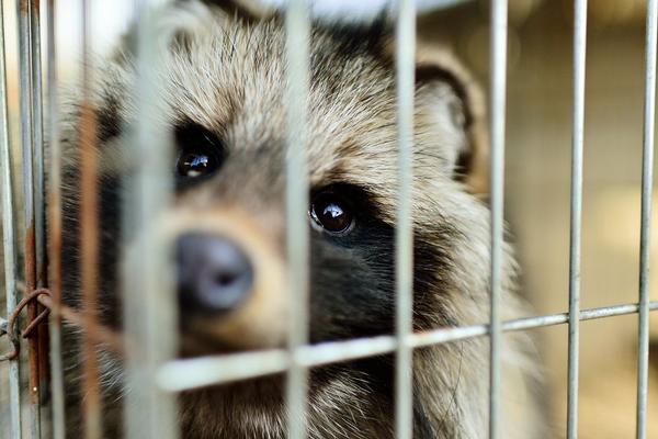 2018養貉子賺錢嗎?貉子養殖的利潤與投資成本及前景預測