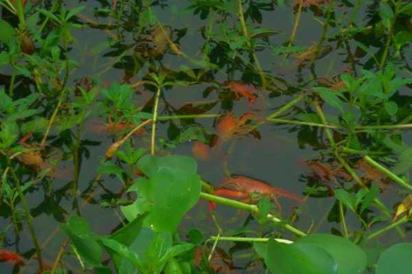 水泥池養(yǎng)小龍蝦技術(shù)