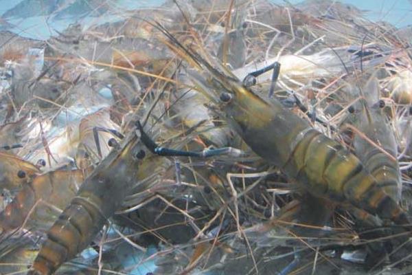 水泥池養(yǎng)小龍蝦技術(shù)