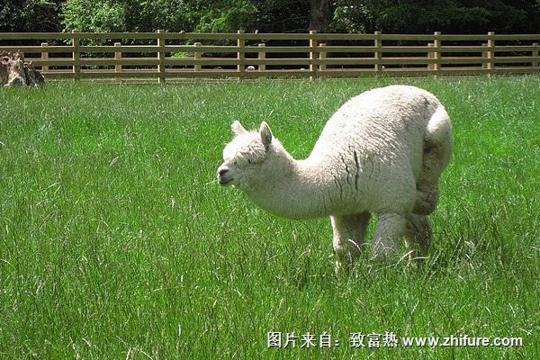 2018養羊駝賺錢嗎？羊駝養殖的利潤與投資成本及前景預測