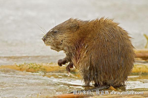 2018養(yǎng)麝香鼠賺錢嗎？麝香鼠養(yǎng)殖的利潤(rùn)與投資成本及前景預(yù)測(cè)