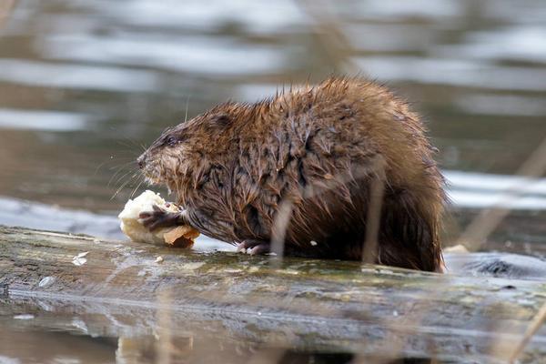 2018養(yǎng)麝香鼠賺錢嗎？麝香鼠養(yǎng)殖的利潤(rùn)與投資成本及前景預(yù)測(cè)