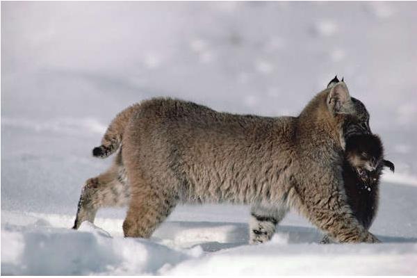 2018養(yǎng)麝香鼠賺錢嗎？麝香鼠養(yǎng)殖的利潤(rùn)與投資成本及前景預(yù)測(cè)