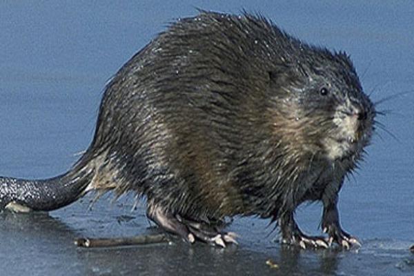 2018養(yǎng)麝香鼠賺錢嗎？麝香鼠養(yǎng)殖的利潤(rùn)與投資成本及前景預(yù)測(cè)