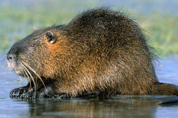 2018養(yǎng)麝香鼠賺錢嗎？麝香鼠養(yǎng)殖的利潤(rùn)與投資成本及前景預(yù)測(cè)