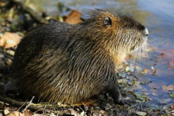 2018養(yǎng)麝香鼠賺錢嗎？麝香鼠養(yǎng)殖的利潤(rùn)與投資成本及前景預(yù)測(cè)