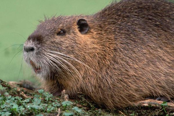 2018養(yǎng)麝香鼠賺錢嗎？麝香鼠養(yǎng)殖的利潤(rùn)與投資成本及前景預(yù)測(cè)