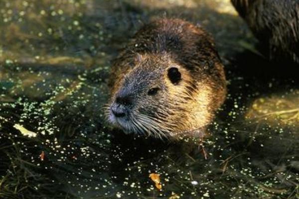 2018養(yǎng)麝香鼠賺錢嗎？麝香鼠養(yǎng)殖的利潤(rùn)與投資成本及前景預(yù)測(cè)