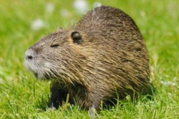 2018養(yǎng)麝香鼠賺錢嗎？麝香鼠養(yǎng)殖的利潤(rùn)與投資成本及前景預(yù)測(cè)