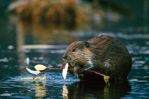 2018養(yǎng)麝香鼠賺錢嗎？麝香鼠養(yǎng)殖的利潤(rùn)與投資成本及前景預(yù)測(cè)