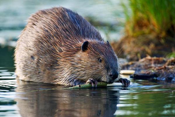 2018養(yǎng)麝香鼠賺錢嗎？麝香鼠養(yǎng)殖的利潤(rùn)與投資成本及前景預(yù)測(cè)
