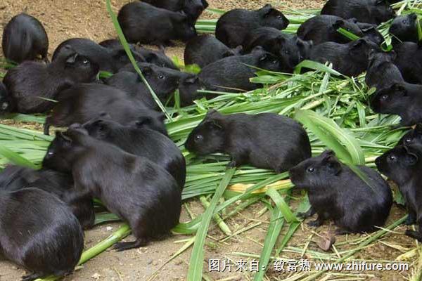 2018養黑豚賺錢嗎？黑豚養殖的利潤與投資成本及前景預測