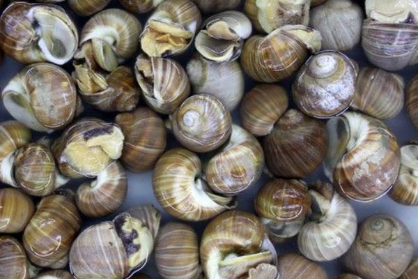 養殖田螺的網箱問題