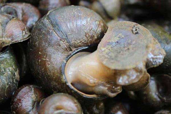 養殖田螺的網箱問題