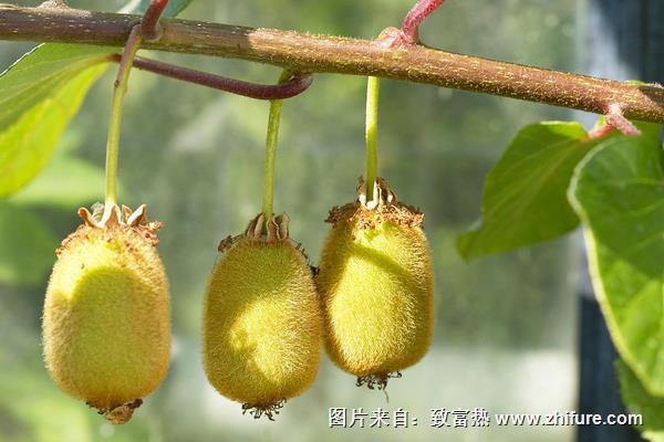 獼猴桃適合什么地方種植