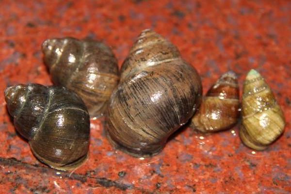 養殖田螺的網箱問題