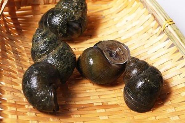 養殖田螺的網箱問題