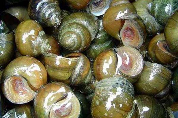 養殖田螺的網箱問題