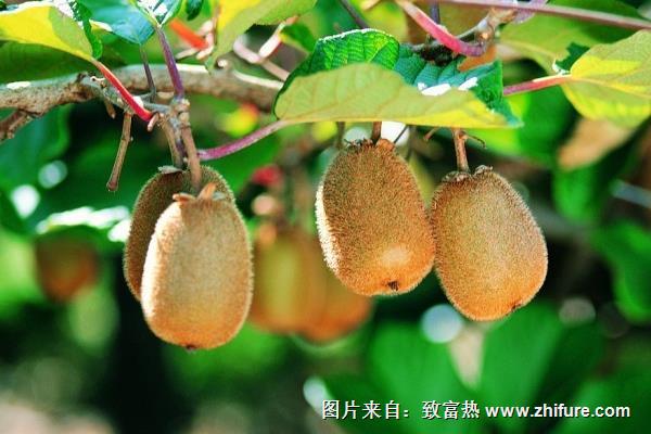 獼猴桃畝產量是多少