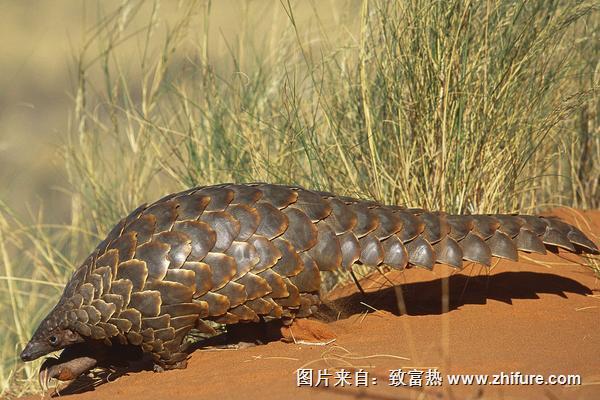 2018養(yǎng)穿山甲賺錢嗎？穿山甲養(yǎng)殖的利潤(rùn)與投資成本及前景預(yù)測(cè)