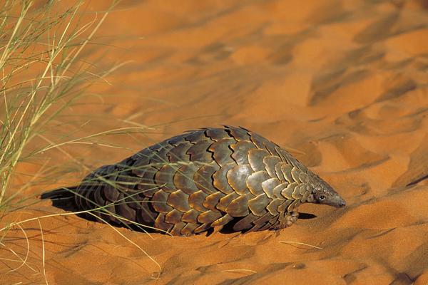 2018養穿山甲賺錢嗎?穿山甲養殖的利潤與投資成本及前景預測