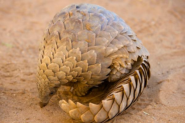 2018養穿山甲賺錢嗎?穿山甲養殖的利潤與投資成本及前景預測