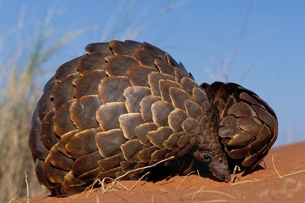 2018養穿山甲賺錢嗎?穿山甲養殖的利潤與投資成本及前景預測